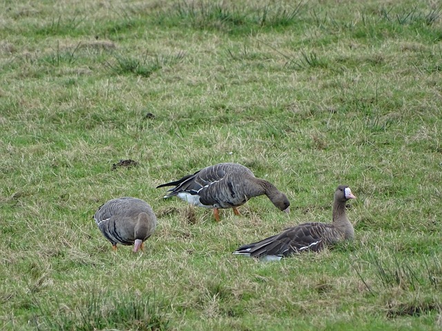 了强大的意 了强大的意