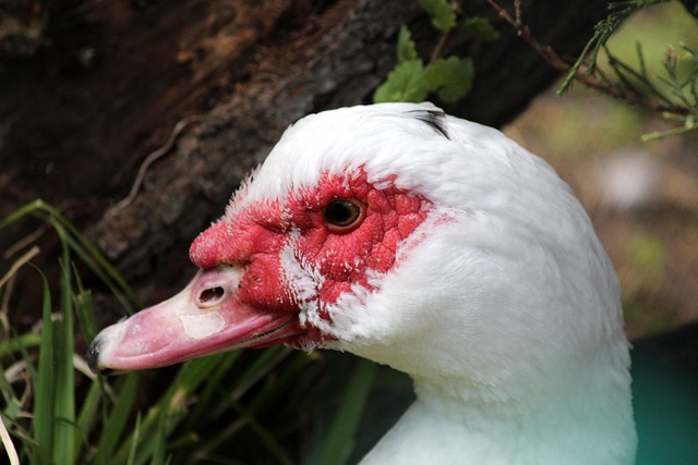 鹈鹕双核报 鹈鹕双核报