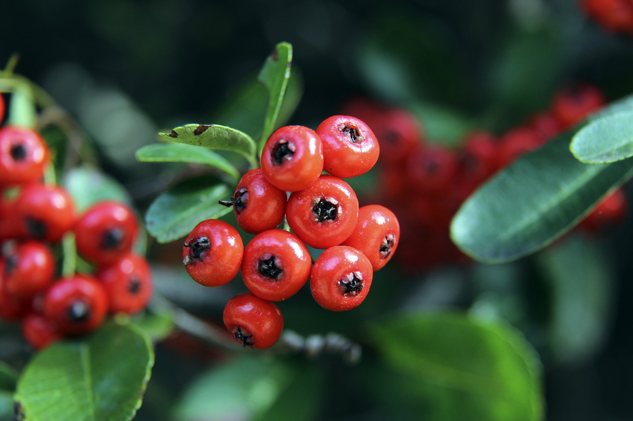 秀麗和親民 秀麗和親民